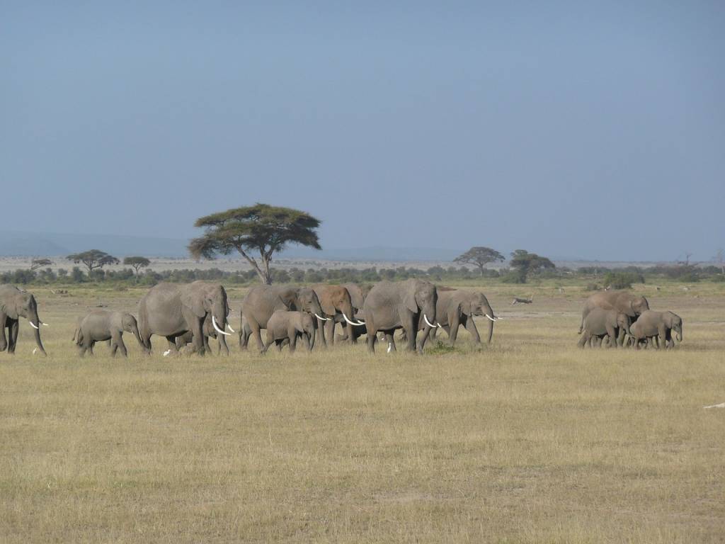Kenya authentique : Votre guide ultime pour un safari voyage inégalé
